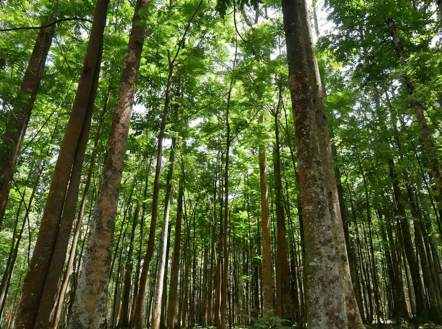 Defined as actions that protect, restore, and sustainably manage ecosystems
